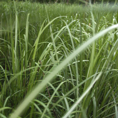 sudangrass seeds