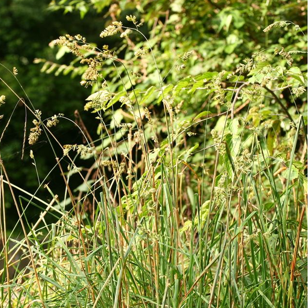 orchardgrass seeds