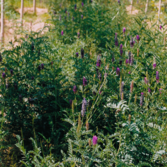 Astragalus adsurgens seeds