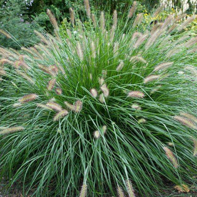 Chinese pennisetum seeds