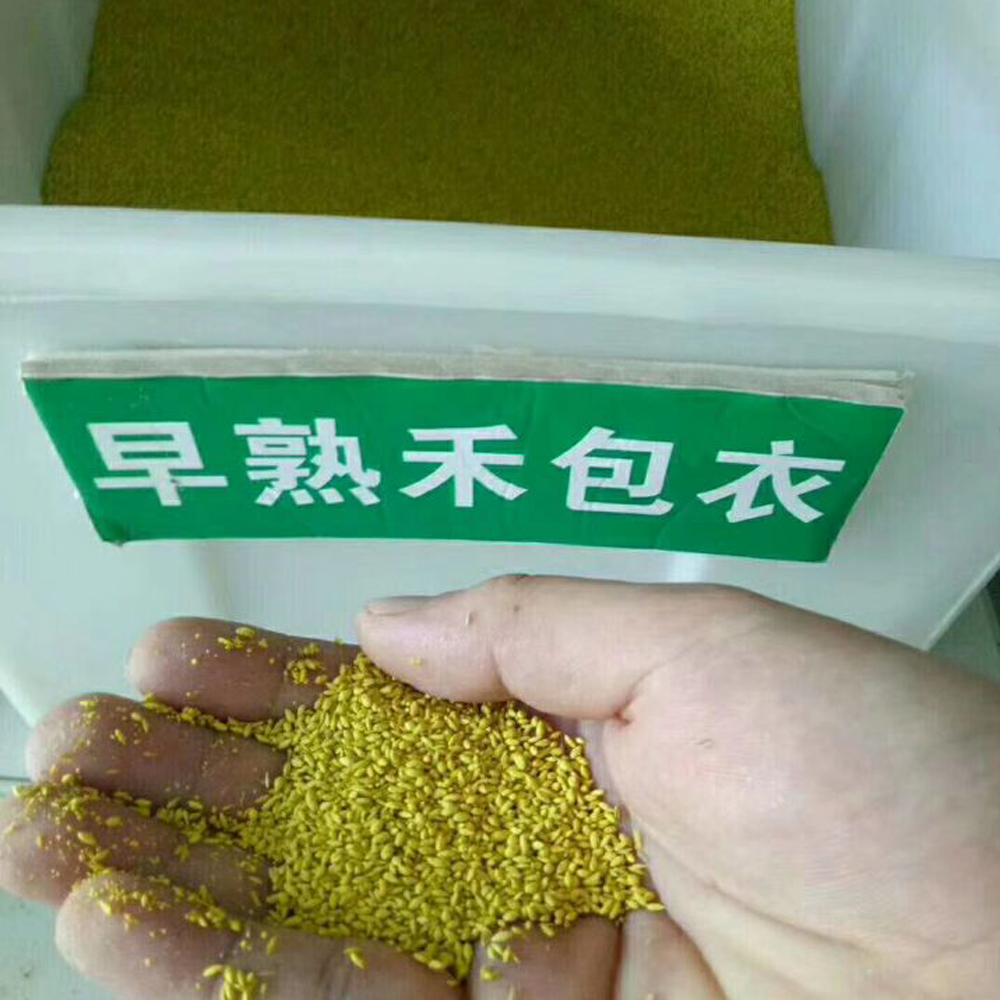Poa annua seeds