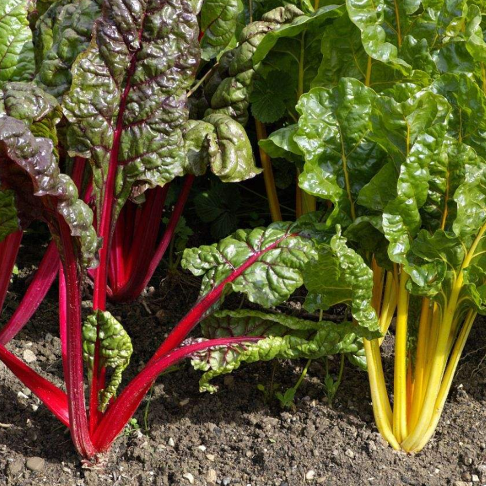 fodder beet seeds