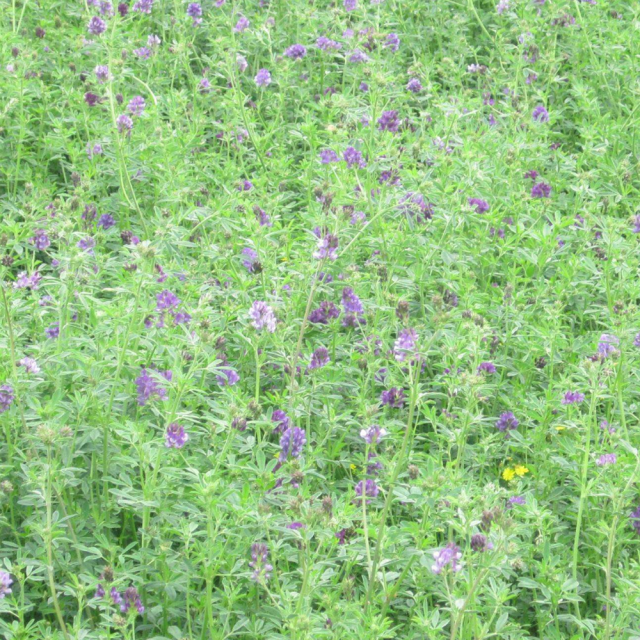 Alfalfa seeds