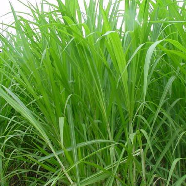 sudangrass seeds
