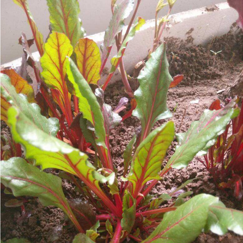 fodder beet seeds