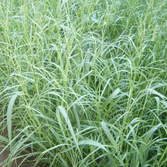 Hemarthria altissima seeds