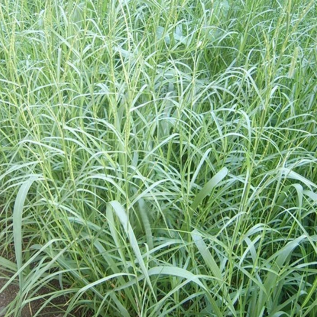 Hemarthria altissima seeds