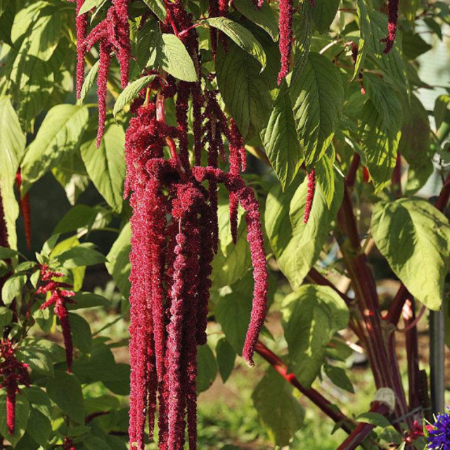 Grain Amaranth seeds