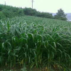 Mexican corn grass seeds