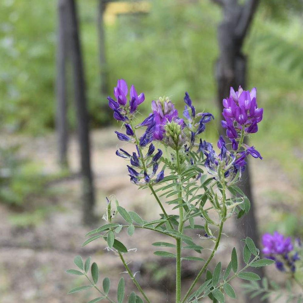 Astragalus adsurgens seeds