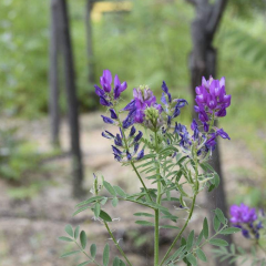 Astragalus adsurgens seeds