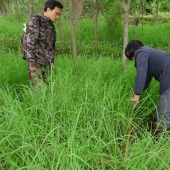Hemarthria altissima seeds