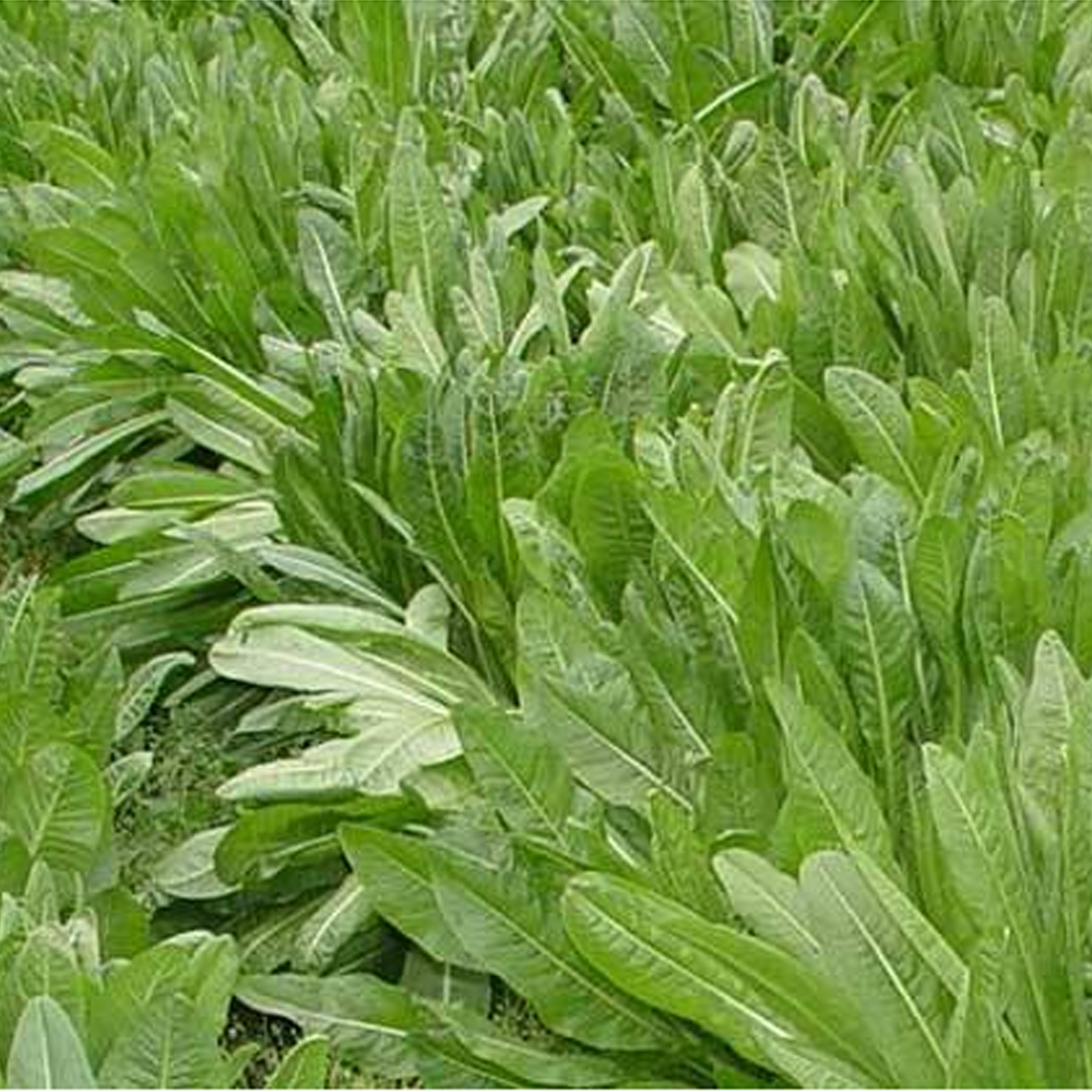 Chicory seeds