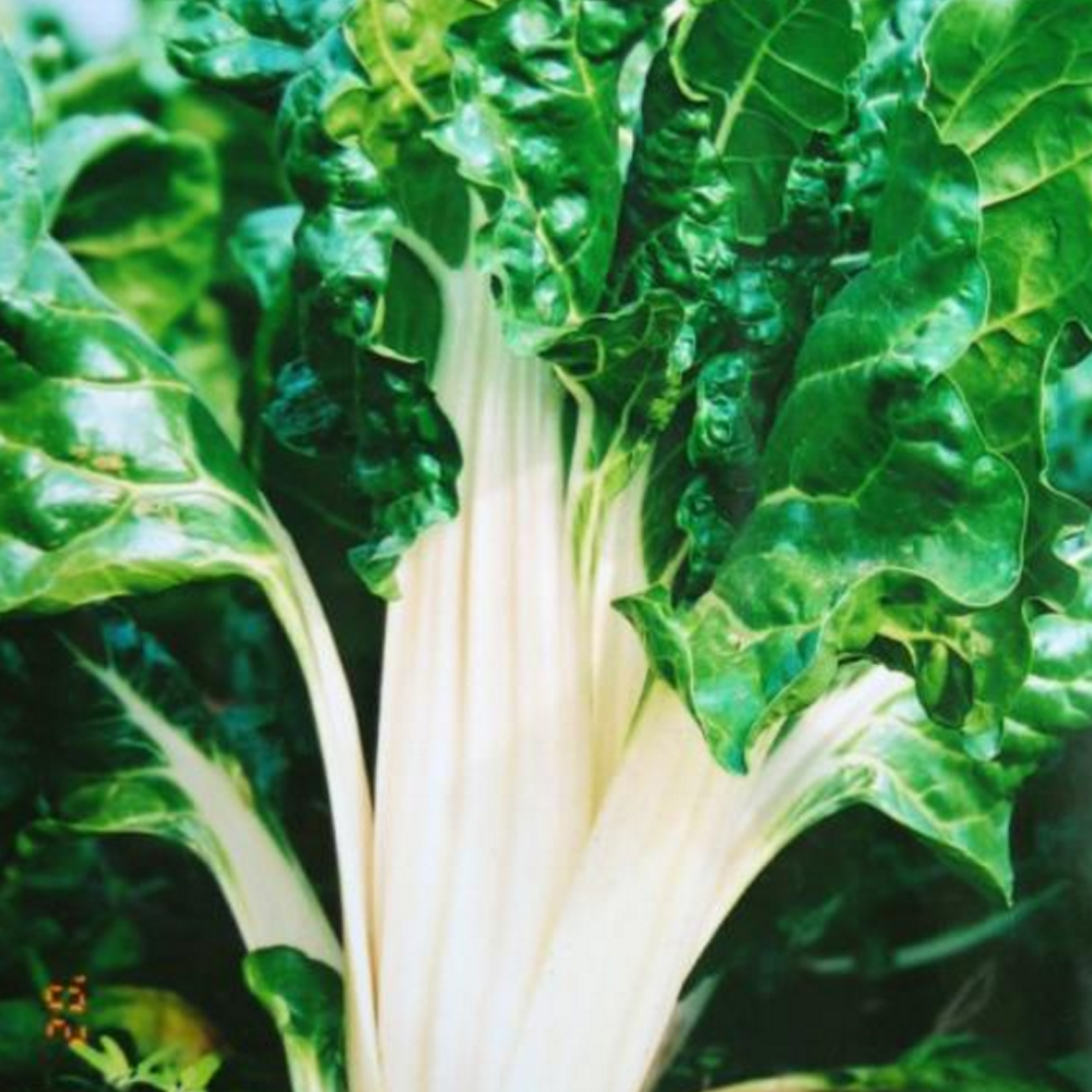 fodder beet seeds