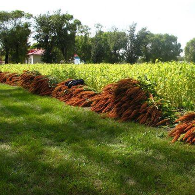 Grain Amaranth seeds