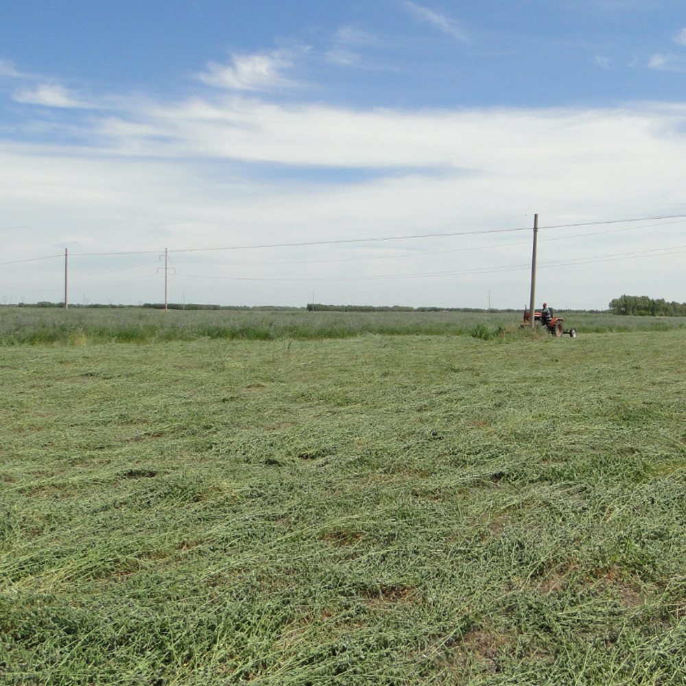 Alfalfa seeds