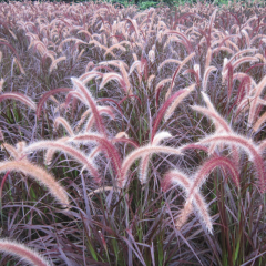 Chinese pennisetum seeds