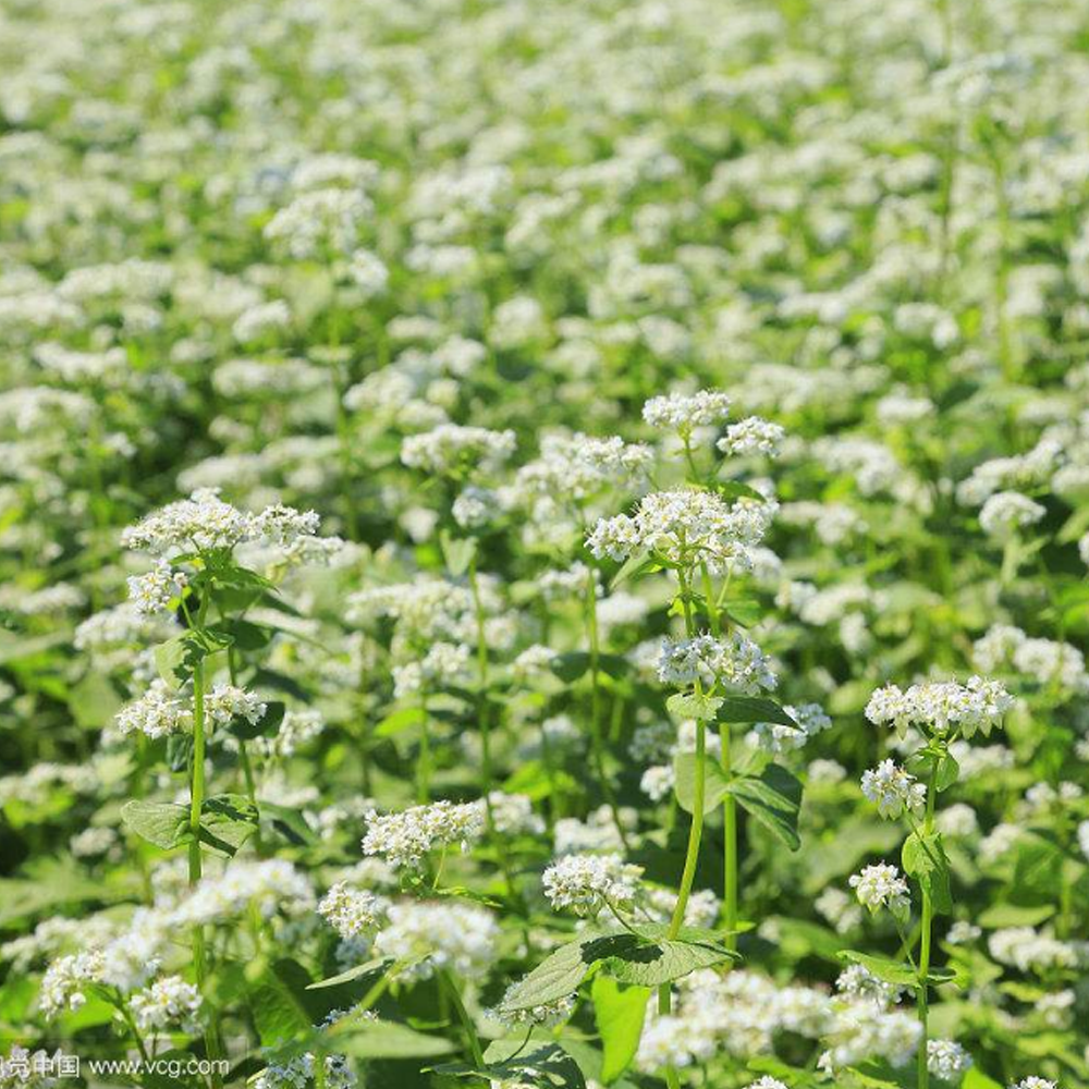 buckwheat seeds
