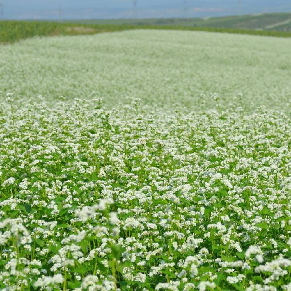 buckwheat seeds