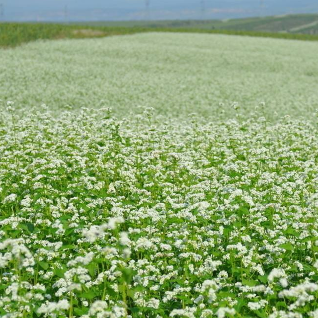 buckwheat seeds