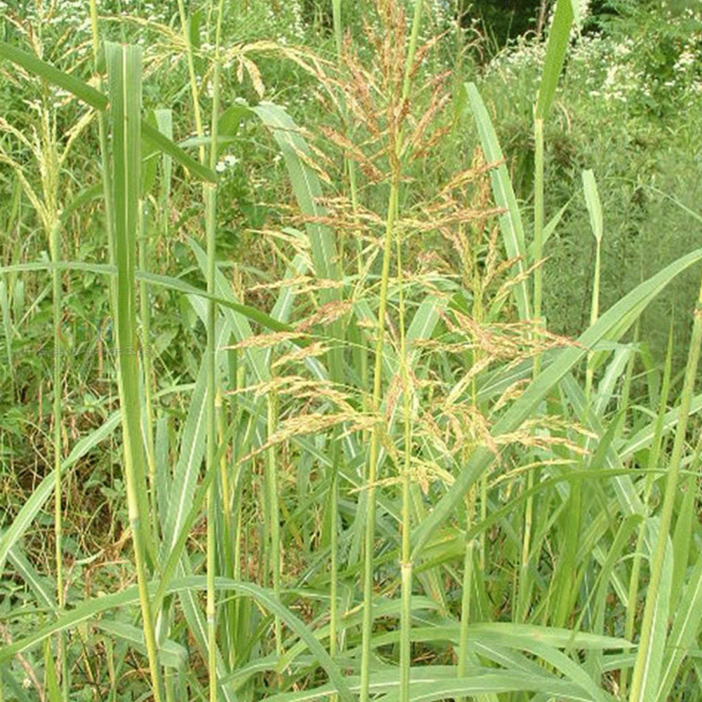 sudangrass seeds