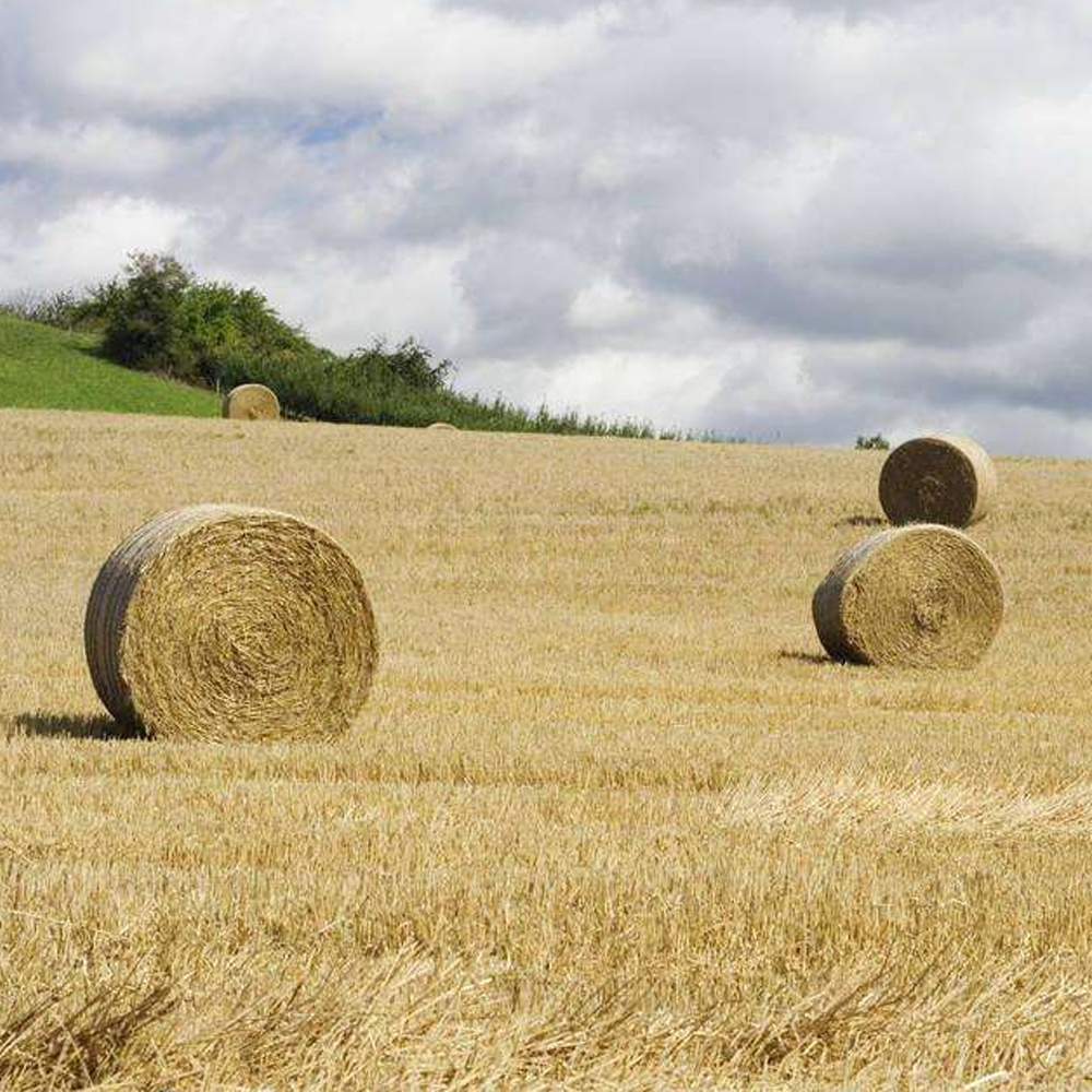 oat grass seeds