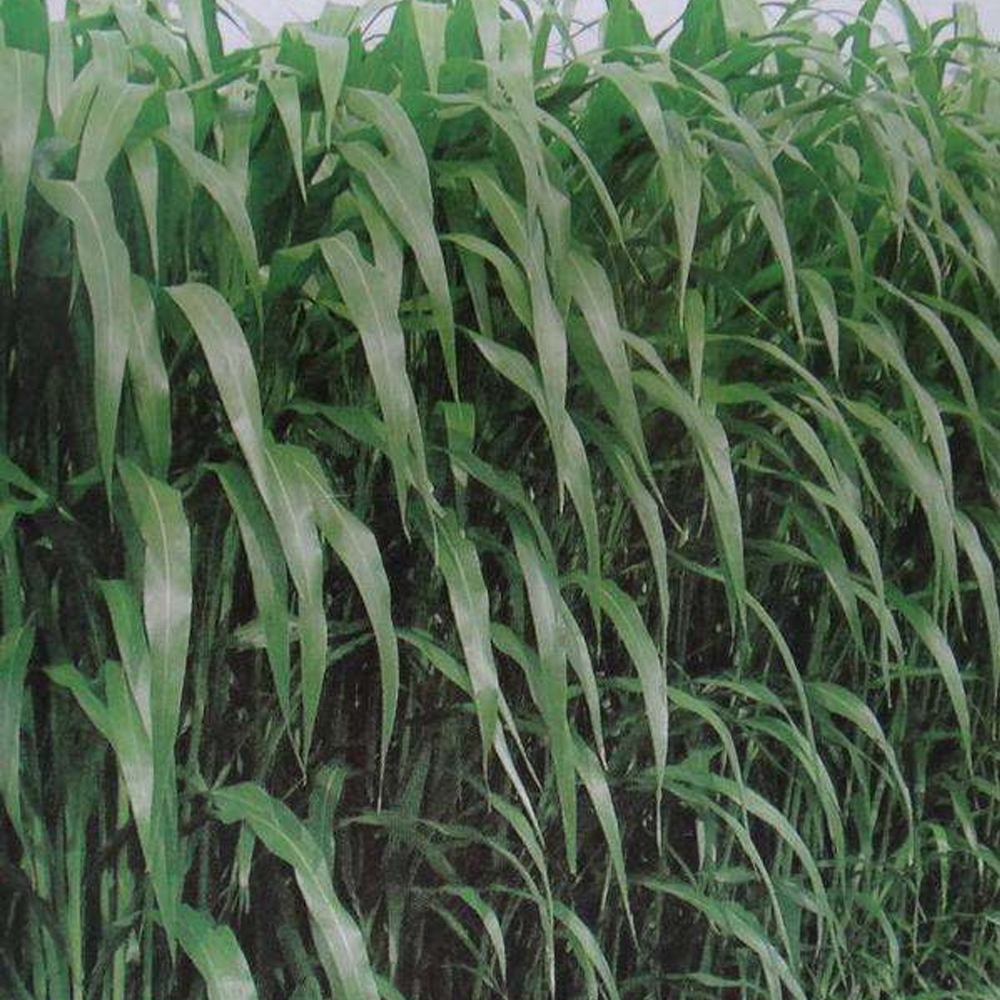 sudangrass seeds