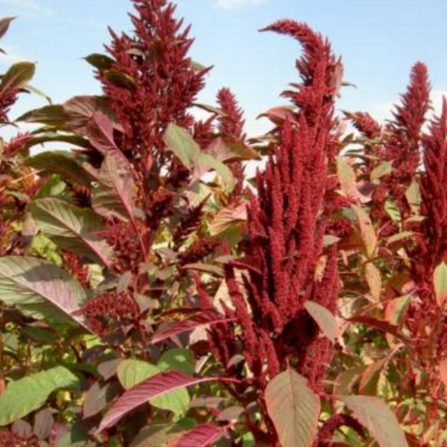 Grain Amaranth seeds