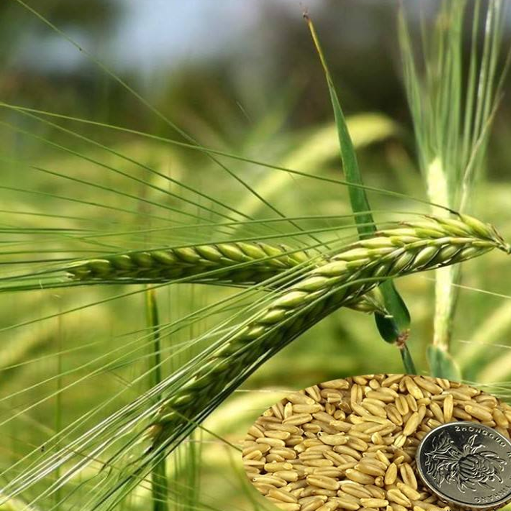 oat grass seeds