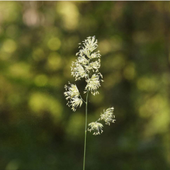 orchardgrass seeds