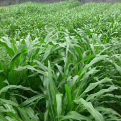 Mexican corn grass seeds