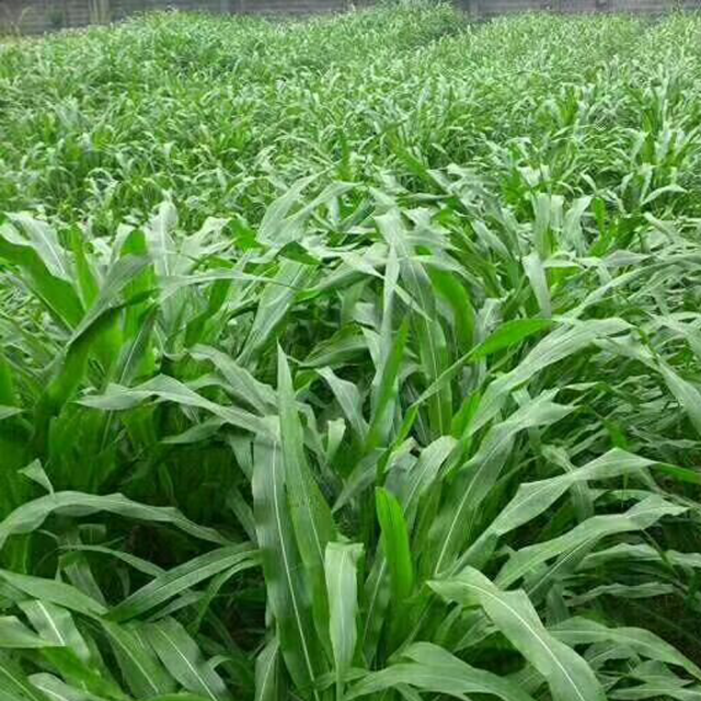 Mexican corn grass seeds