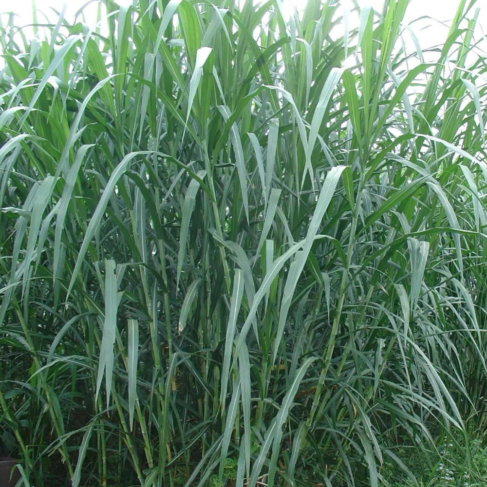 sudangrass seeds