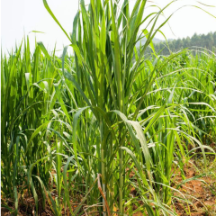 sudangrass seeds