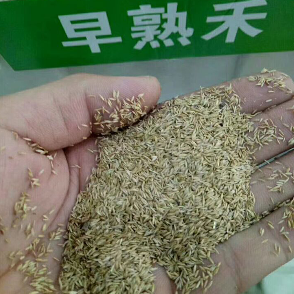 Poa annua seeds