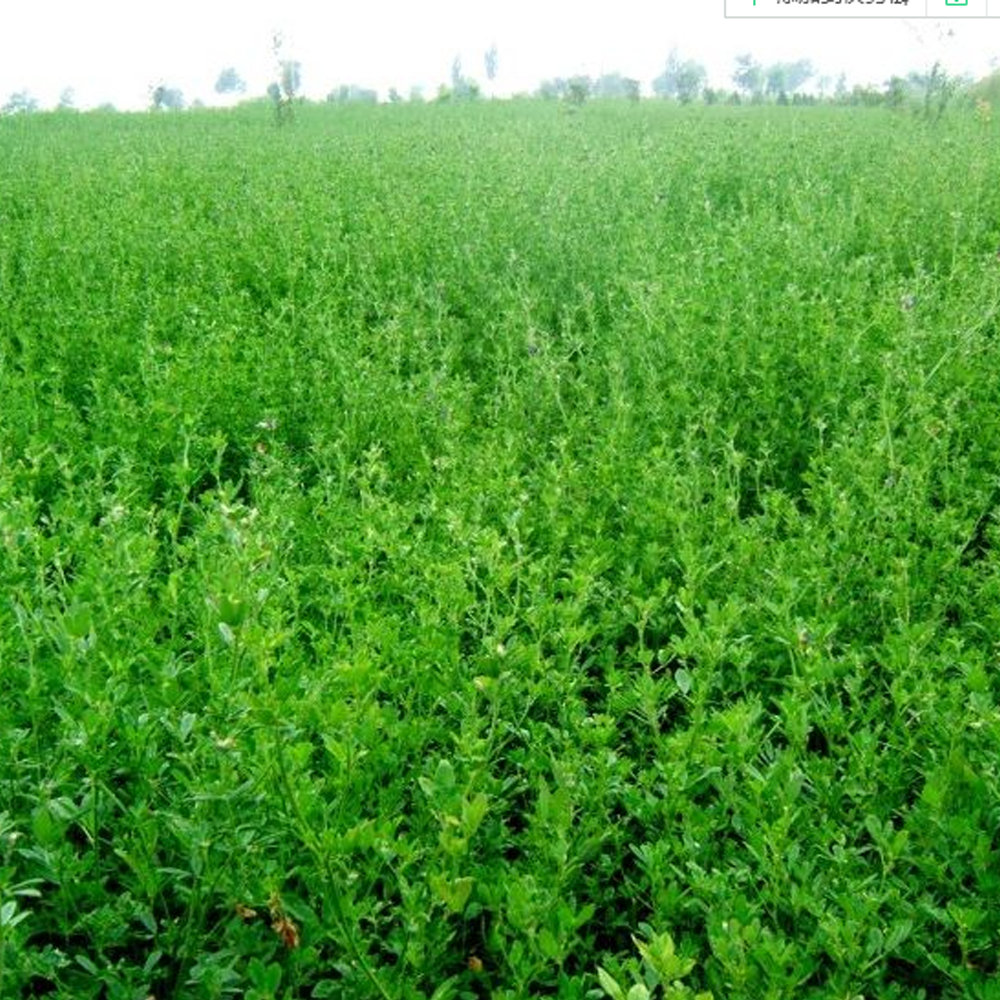 Alfalfa seeds