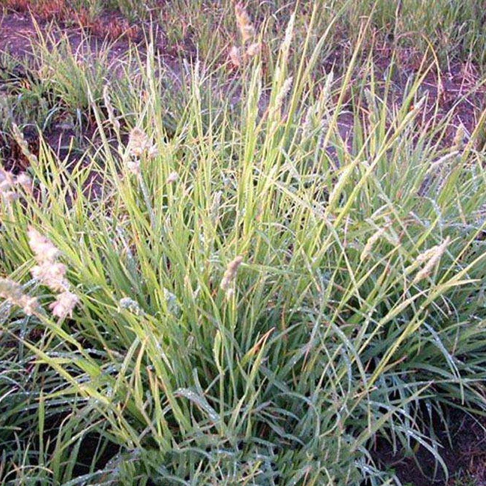 orchardgrass seeds