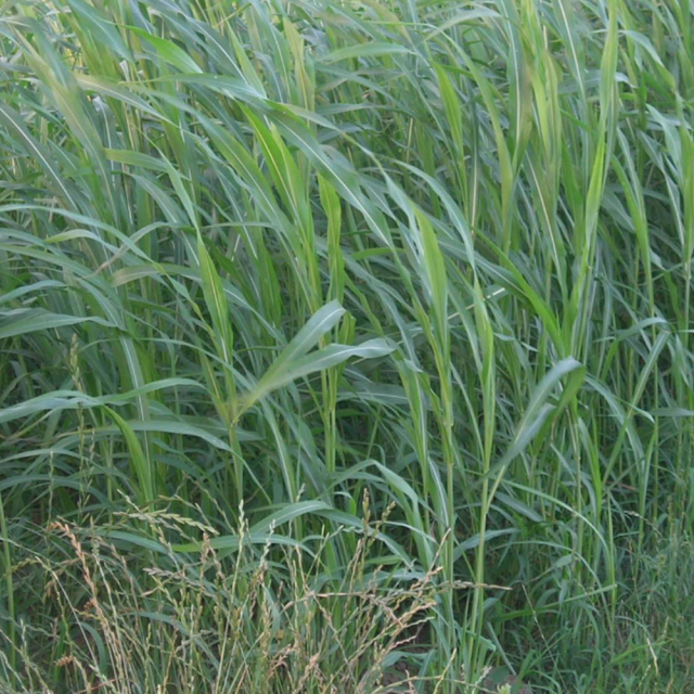 sudangrass seeds