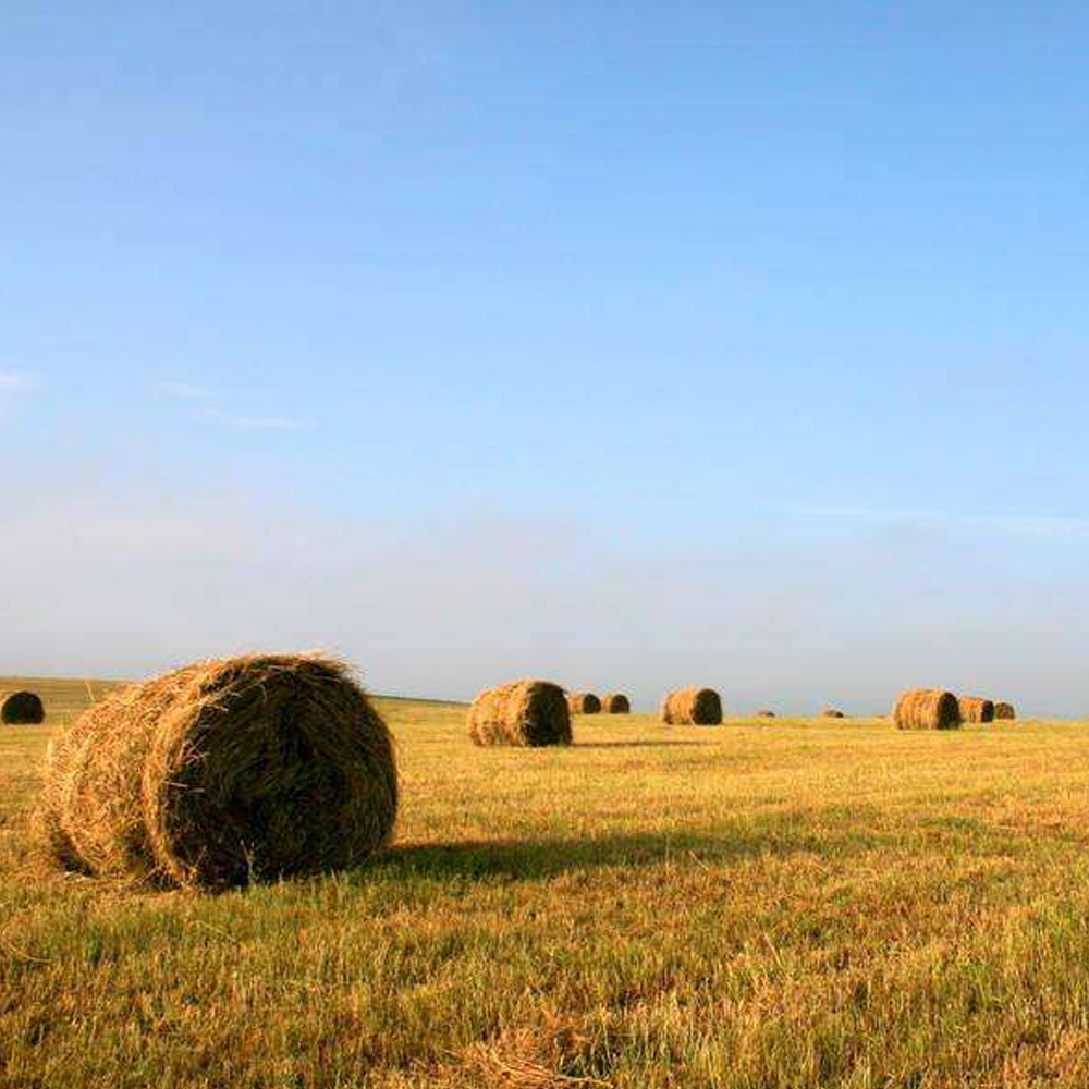 oat grass seeds