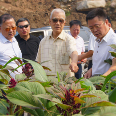 Grain Amaranth seeds