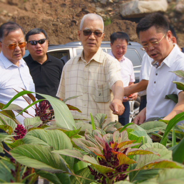 Grain Amaranth seeds