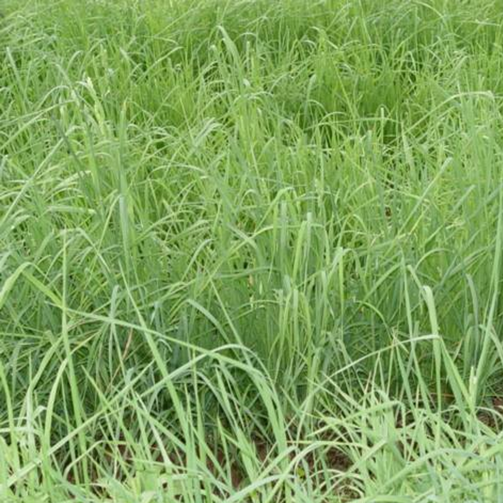 orchardgrass seeds