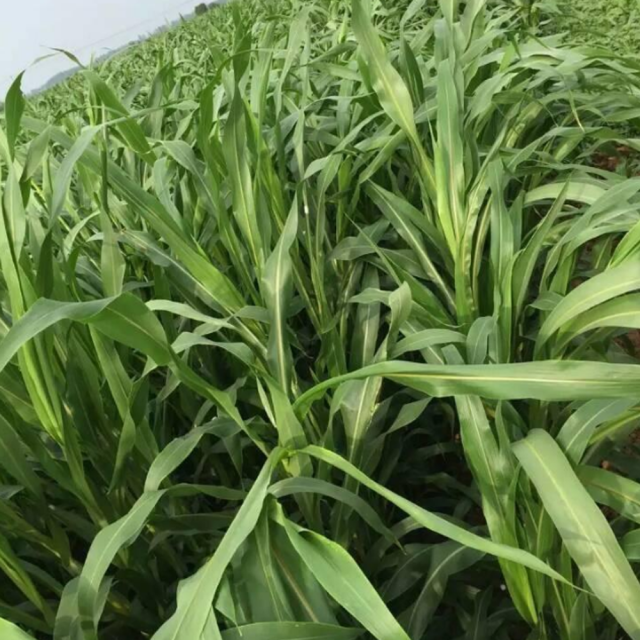 Mexican corn grass seeds