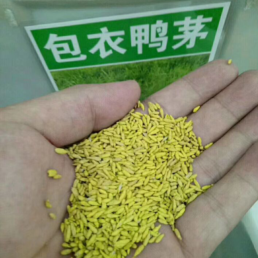 orchardgrass seeds