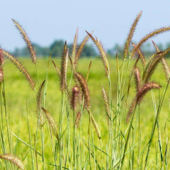 Chinese pennisetum seeds