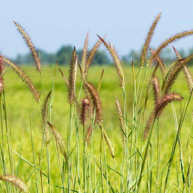 Chinese pennisetum seeds