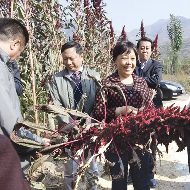 Grain Amaranth seeds