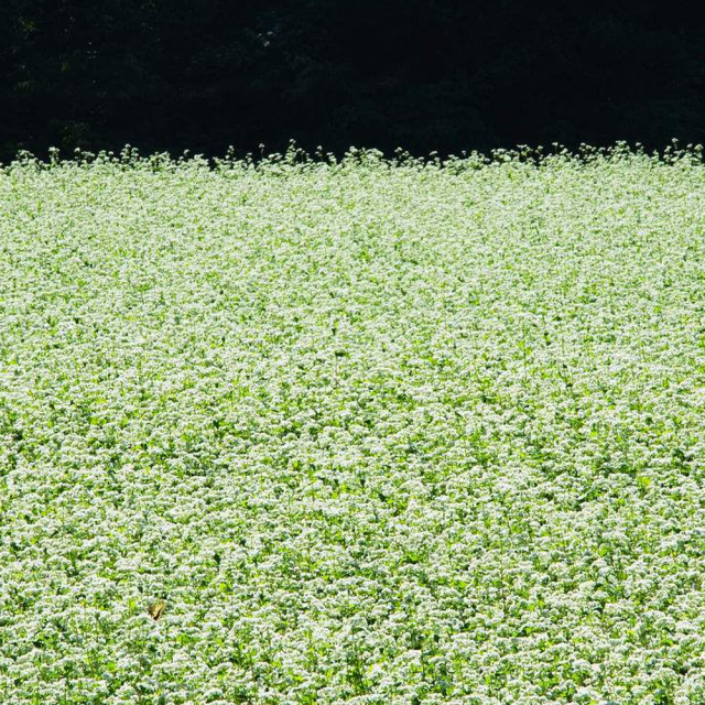 buckwheat seeds