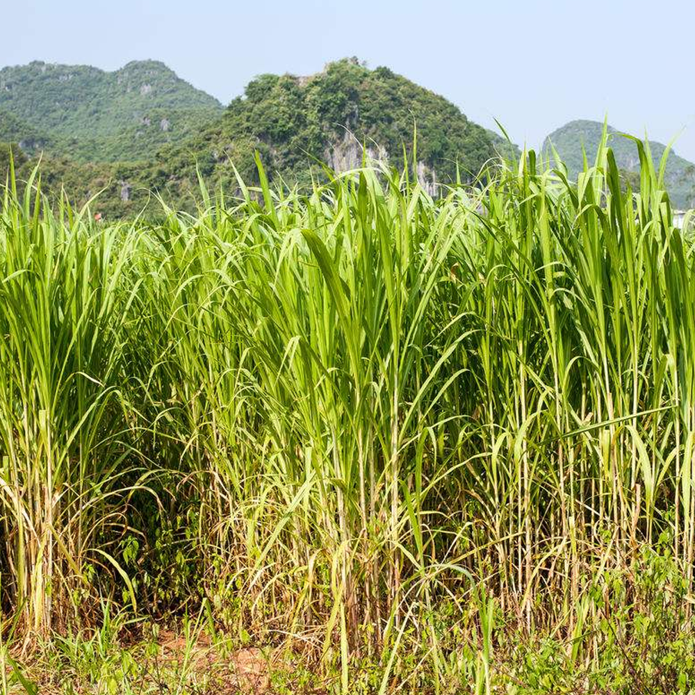 sudangrass seeds