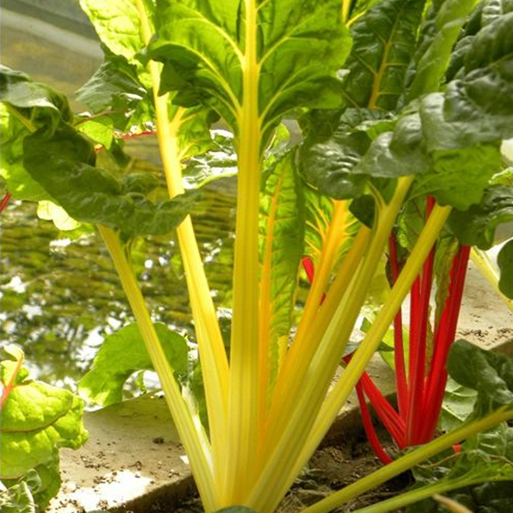 fodder beet seeds